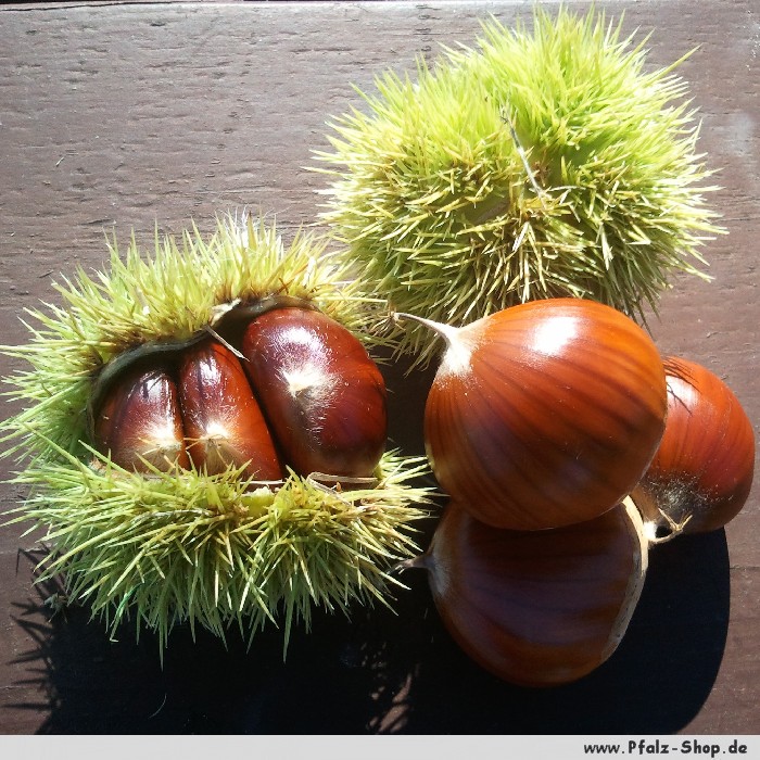 Frischer Pfälzer Saumagen - mit Maronen 1,160kg