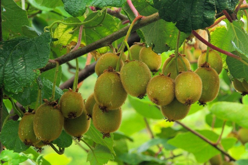 Pfälzer Kiwipflanze