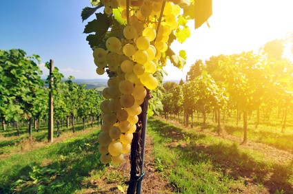 Frischer Traubensaft vom Winzer - weiß-