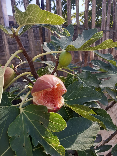 Pfälzer Feigenpflanze